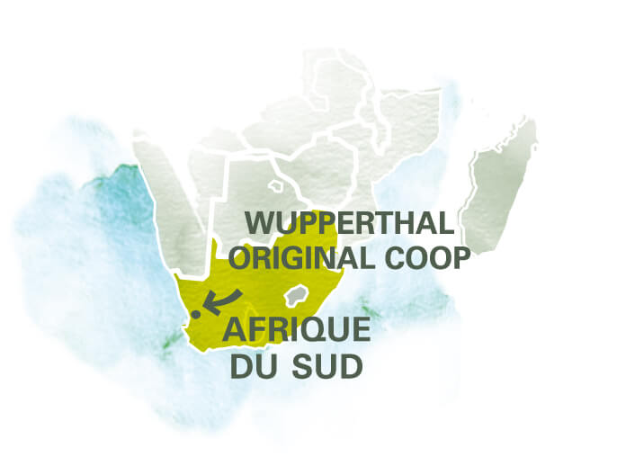 Carte Wupperthal Original Coop rooibos vrac Afrique du Sud